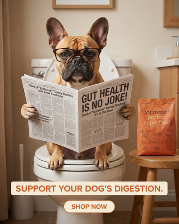 Yumwoof ad creative